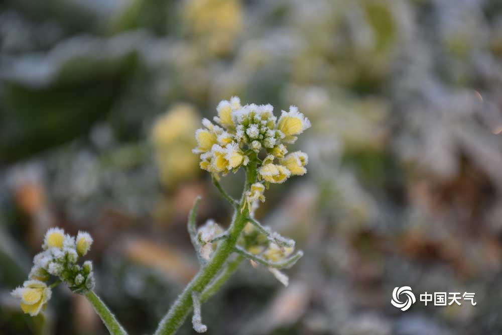 甘肃广河最低气温跌至0℃以下 霜花洁白如雪