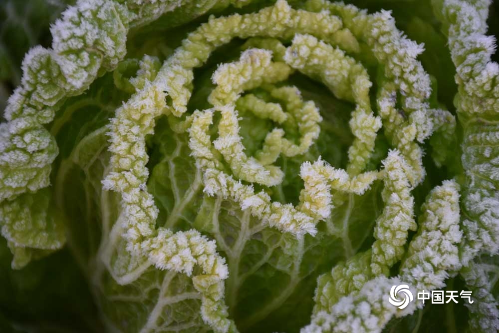 甘肃广河最低气温跌至0℃以下 霜花洁白如雪