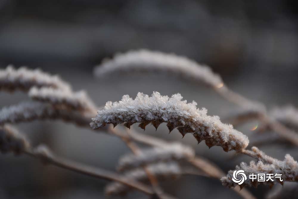 甘肃广河最低气温跌至0℃以下 霜花洁白如雪