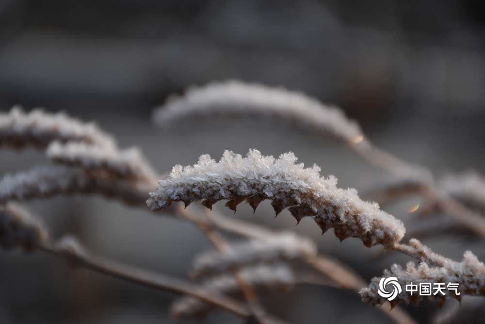 甘肃广河最低气温跌至0℃以下 霜花洁白如雪