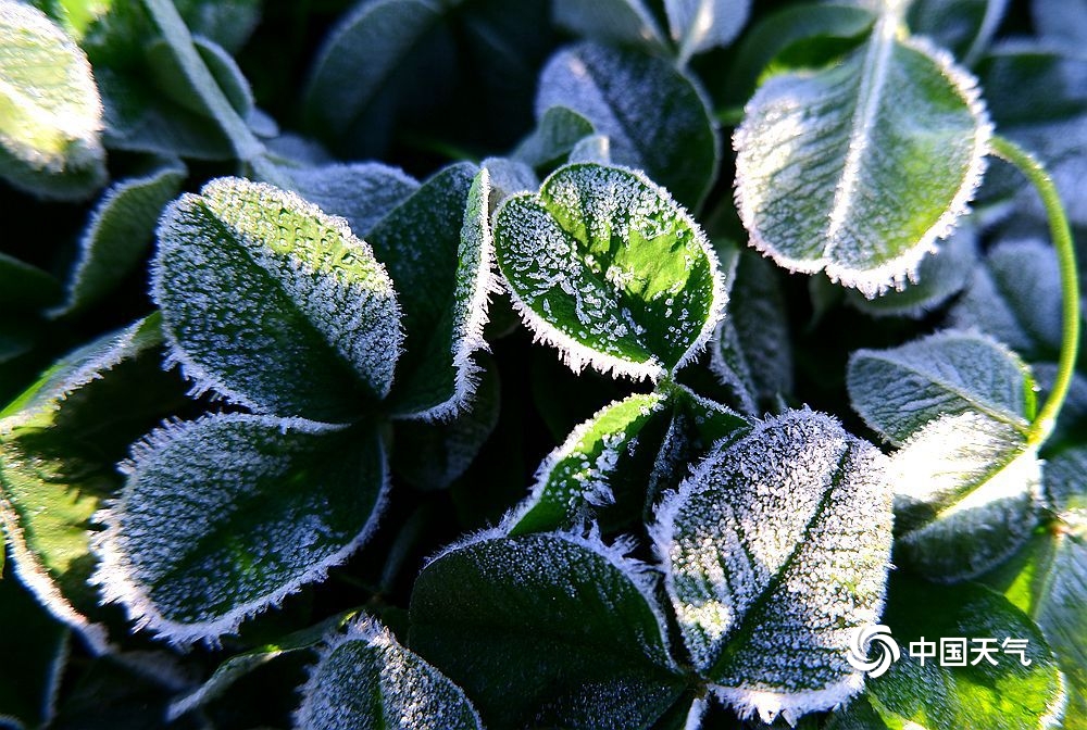 哈尔滨气温低迷迎霜冻 阳光下植被银光闪烁