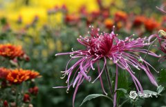 10月底至11月中旬安徽赏菊