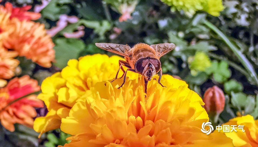 萌趣！微距镜头下的蜜蜂蝴蝶飞舞花间