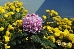 渔歌小镇500多个品种的菊
