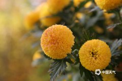 兰州植物园的菊花依旧傲