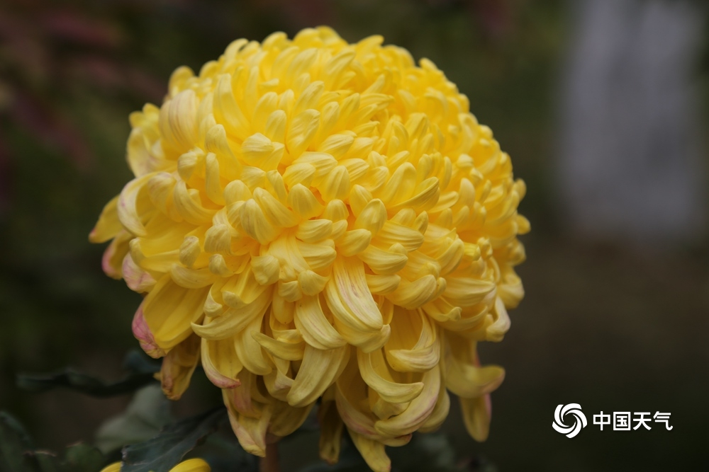 兰州菊花深秋怒放 繁花似锦姿态各异