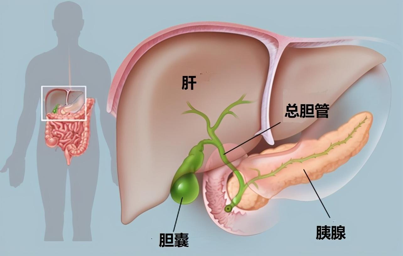 胆囊息肉超过这个大小恶变率高,中医建议:治疗要从2方面着手