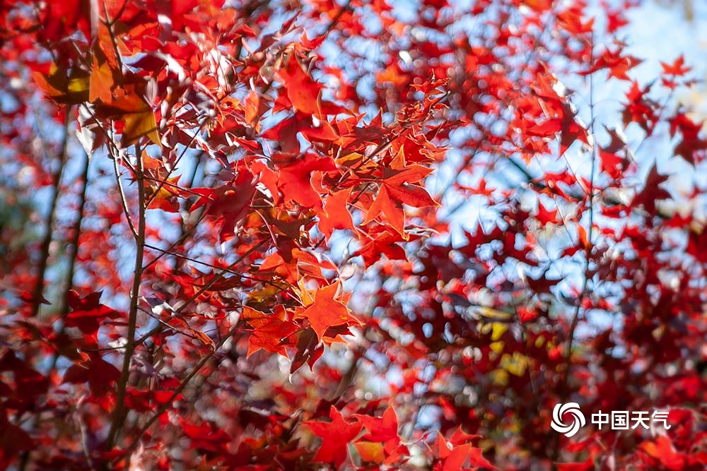 北京香山开启红叶盛宴！如火似锦尽显秋日之美