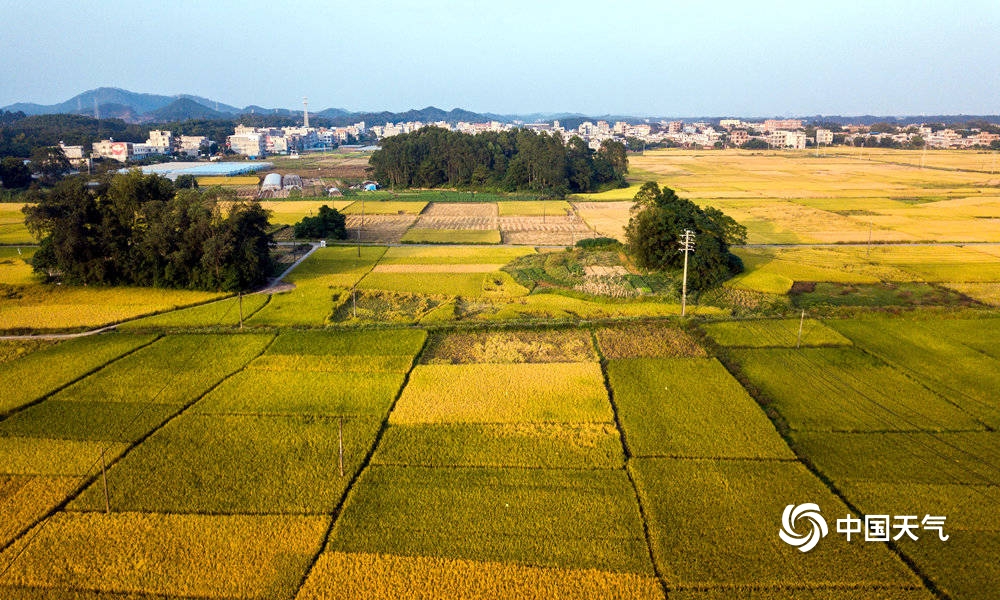 广西钦州万亩金黄稻田“绘”出美丽丰收图