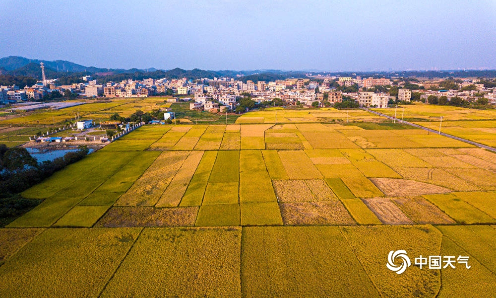 广西钦州万亩金黄稻田“绘”出美丽丰收图