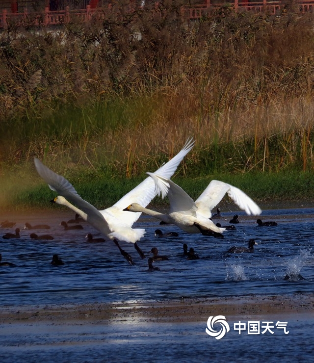 ​季节转换候鸟南迁 河南汝河充满生机