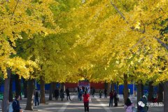 双休日北京再降温，赏叶