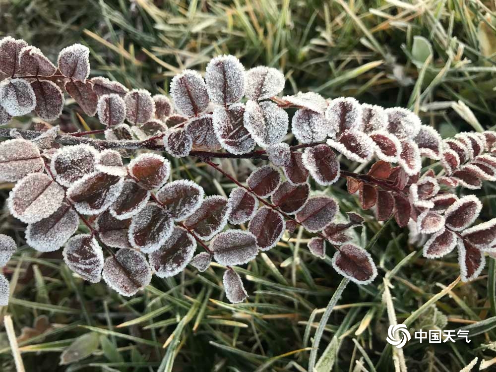 甘肃渭源最低温降至0℃以下 植物身披浓霜犹如白雪