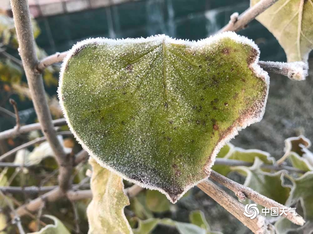 甘肃渭源最低温降至0℃以下 植物身披浓霜犹如白雪