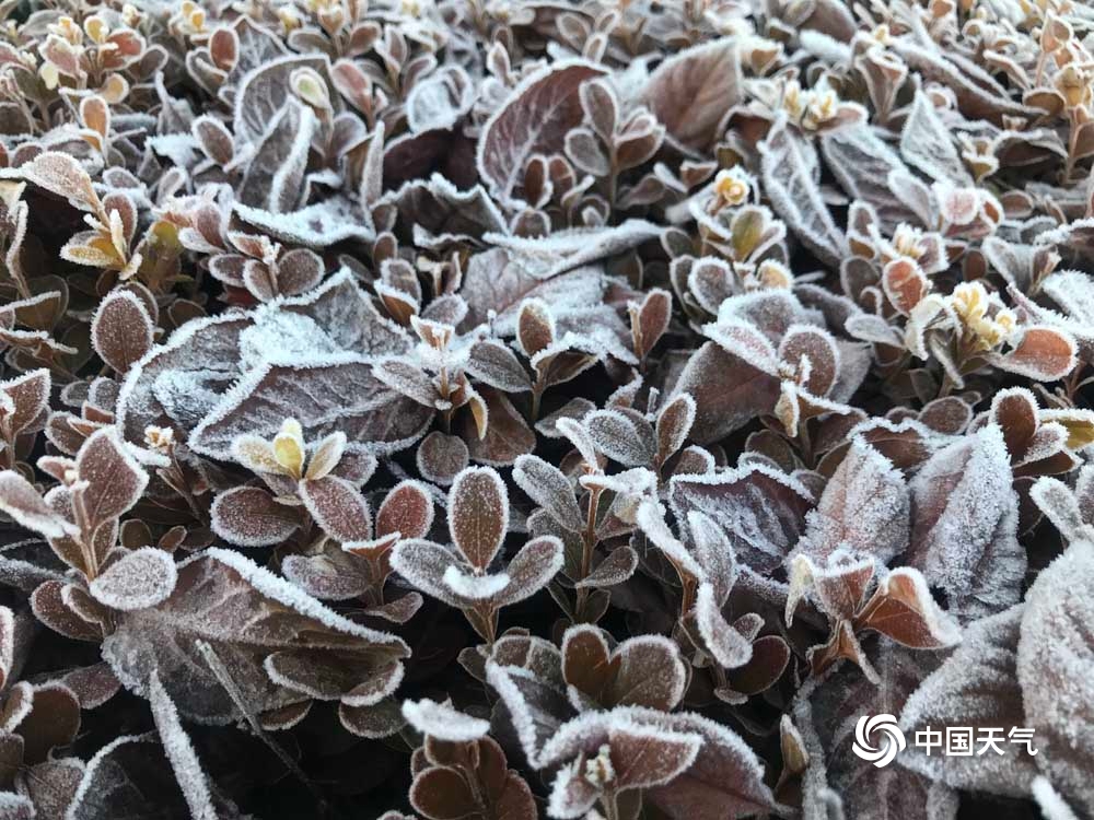 甘肃渭源最低温降至0℃以下 植物身披浓霜犹如白雪