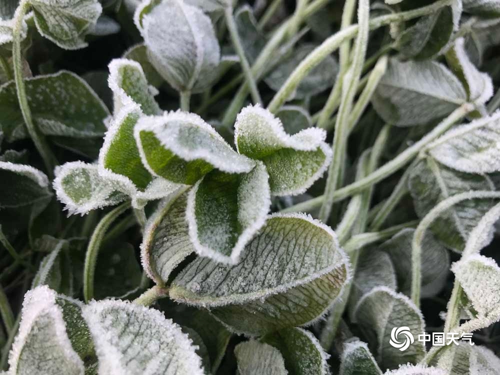 甘肃渭源最低温降至0℃以下 植物身披浓霜犹如白雪