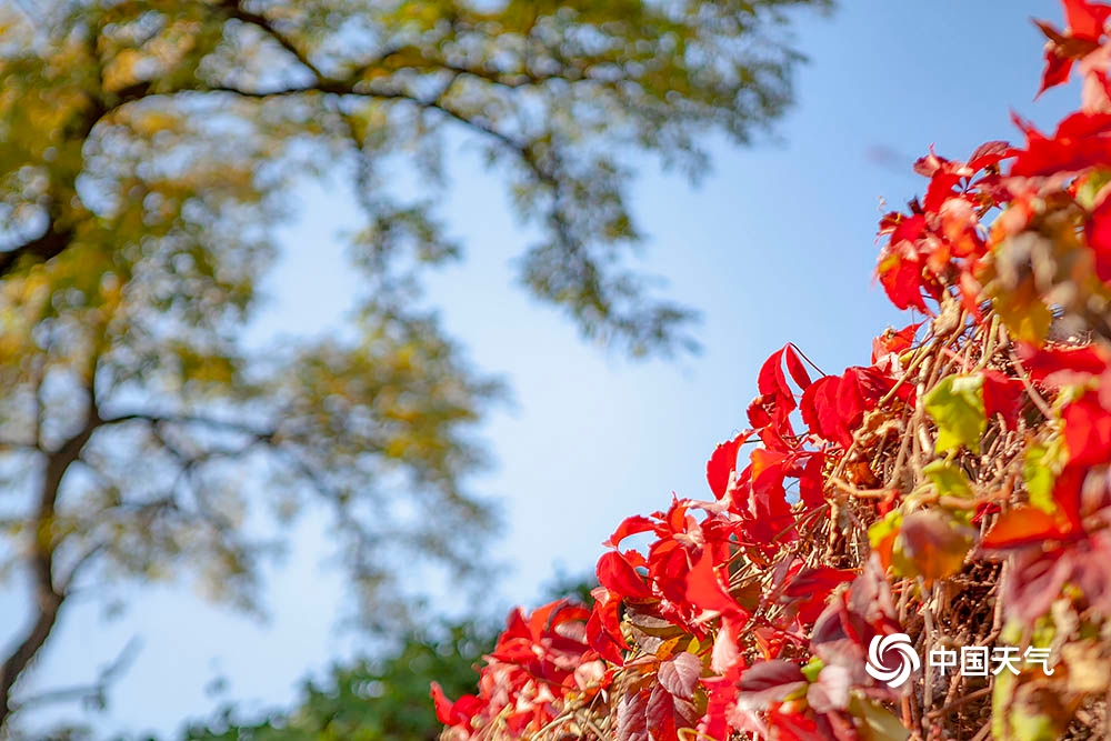 北京冬天的脚步姗姗来迟 暖阳下五彩斑斓的秋叶光彩依旧