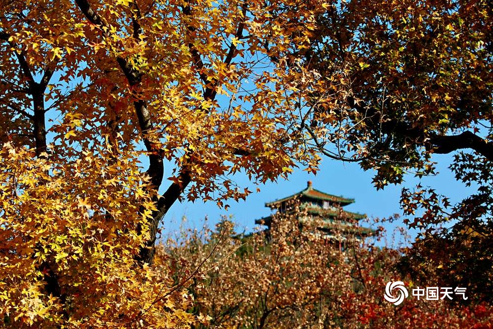 北京故宫筒子河畔银杏金黄 初冬时节仍有晚秋之美
