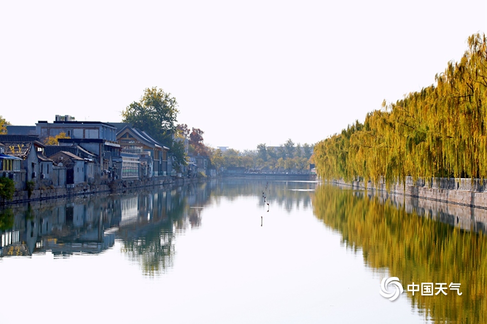北京故宫筒子河畔银杏金黄 初冬时节仍有晚秋之美