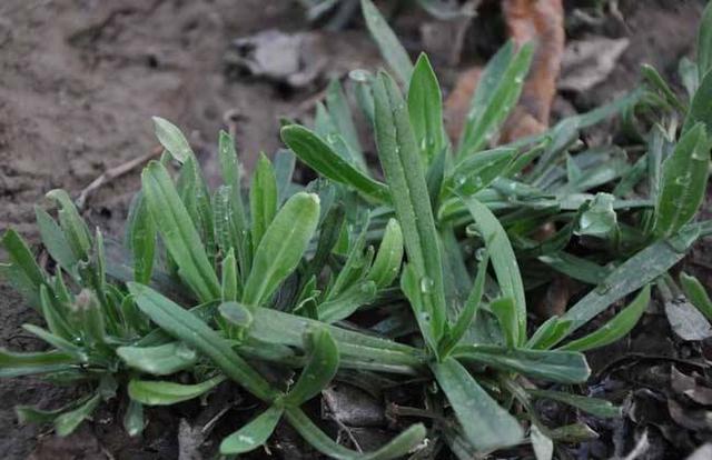 别小看这种野菜，它的作用却很大，你采挖了吗？