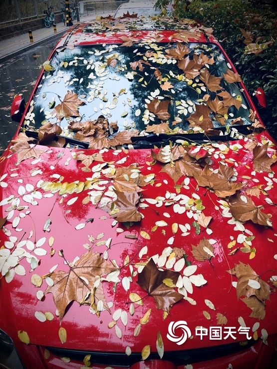 雨打叶落 北京街头今日流行“彩叶车”
