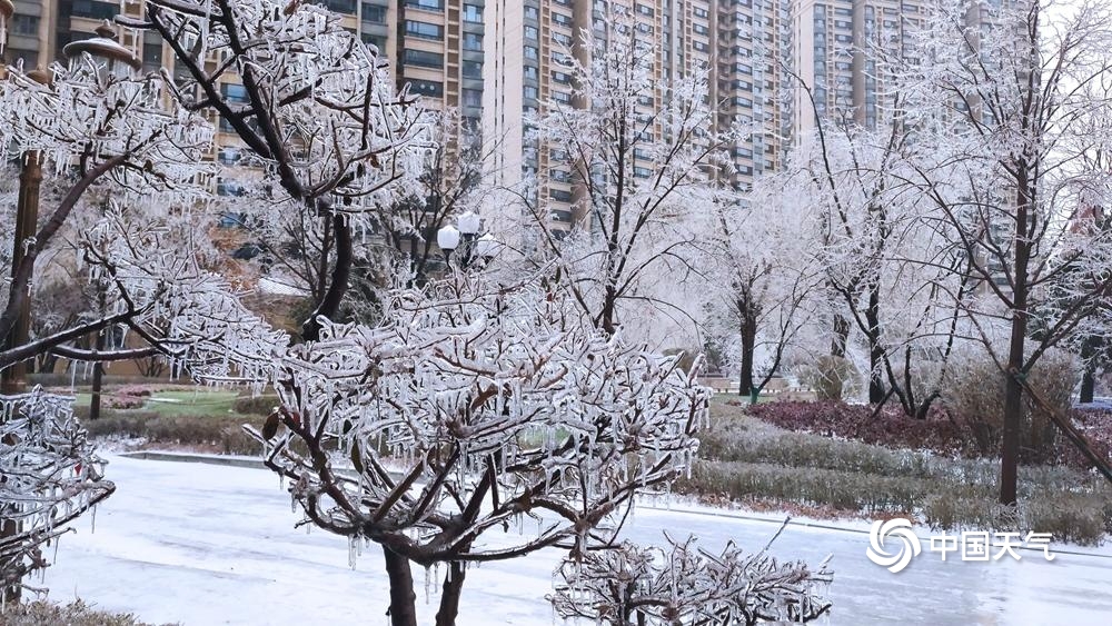 黑龙江吉林现少见冻雨天气 草木披冰甲如“钻石”