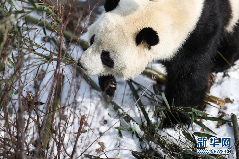 青海西宁大熊猫雪中玩耍 萌趣味十足