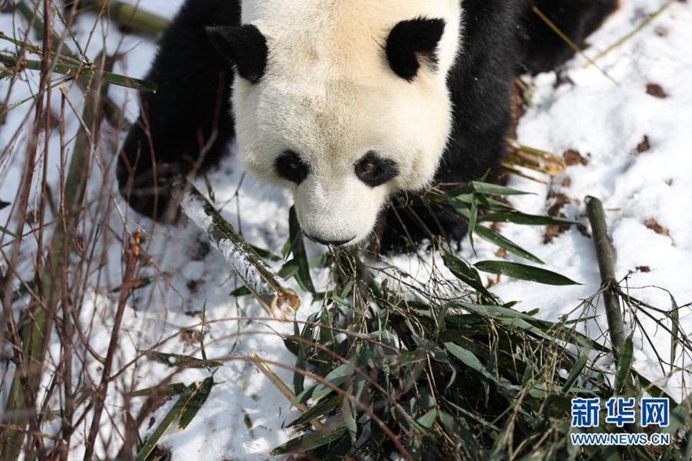 青海西宁大熊猫雪中玩耍 萌趣味十足
