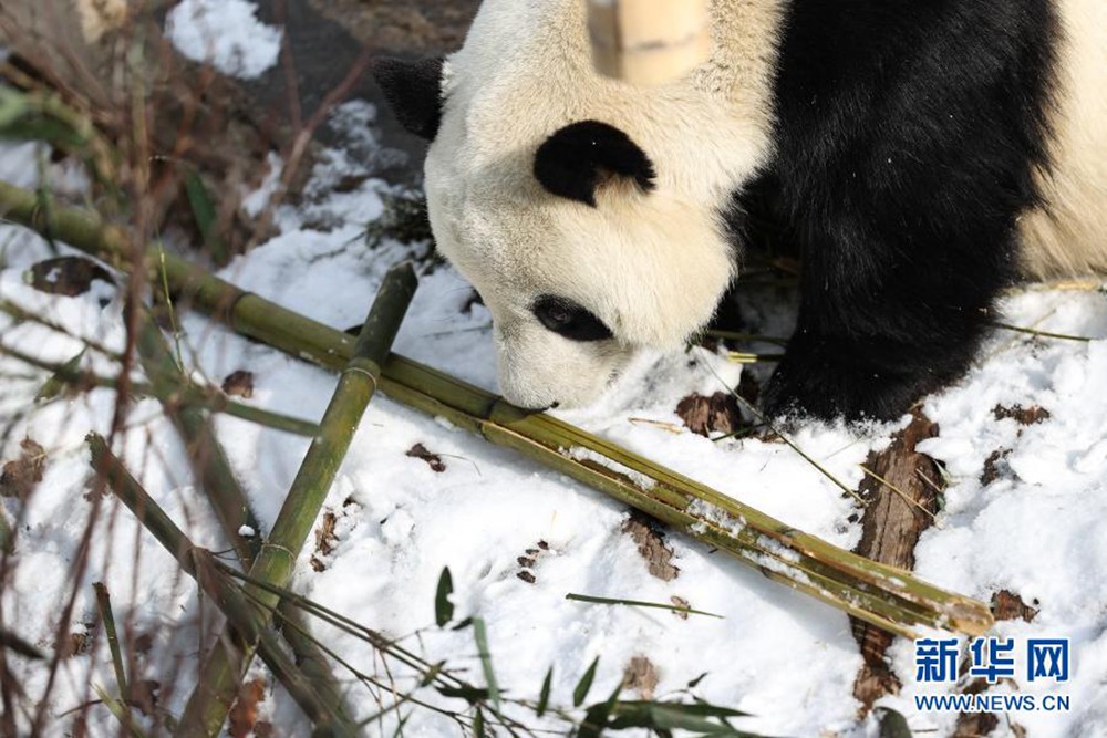 青海西宁大熊猫雪中玩耍 萌趣味十足