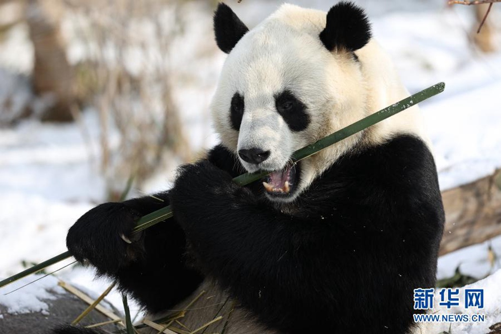 青海西宁大熊猫雪中玩耍 萌趣味十足