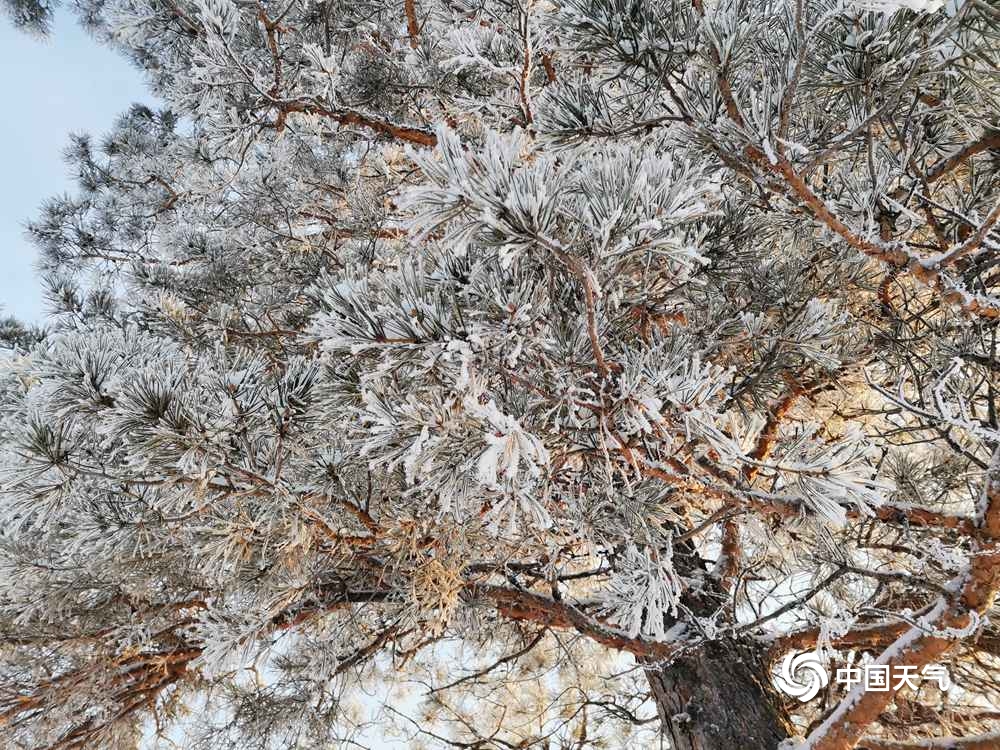 内蒙古图里河现雪淞景观 阳光下银光闪烁