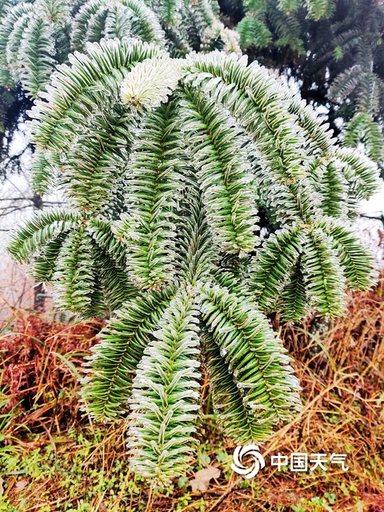 湿冷魔法攻击!湖南八面山冰封素裹 草木披冰衣