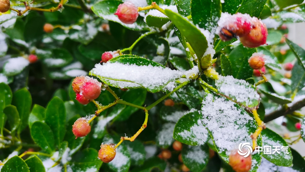 下雪啦!贵州多地今冬初雪如期而至 天地浑然一体