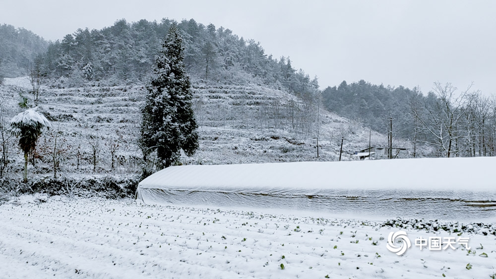 下雪啦!贵州多地今冬初雪如期而至 天地浑然一体
