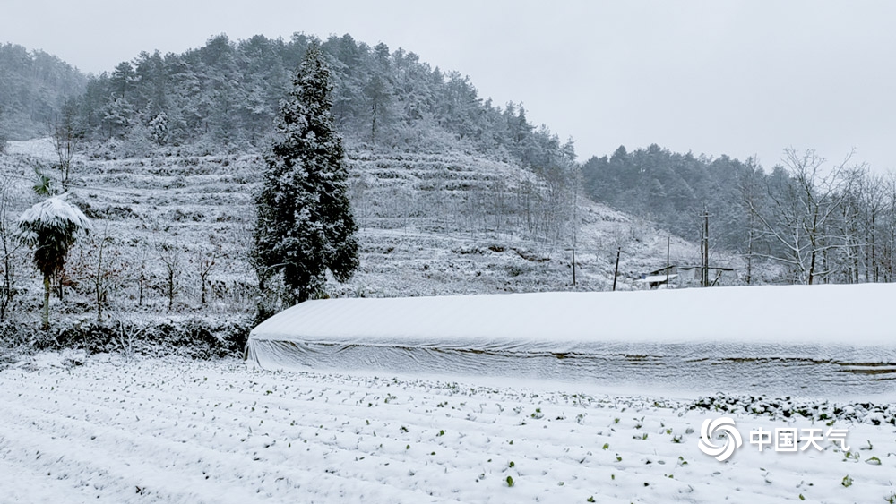 下雪啦！贵州多地今冬初雪如期而至 天地浑然一体