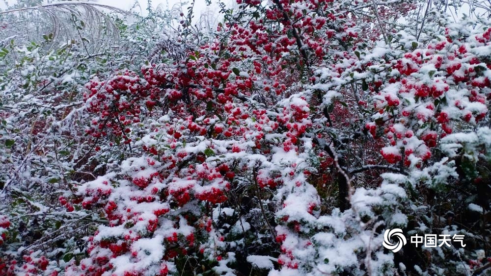 下雪啦!贵州多地今冬初雪如期而至 天地浑然一体