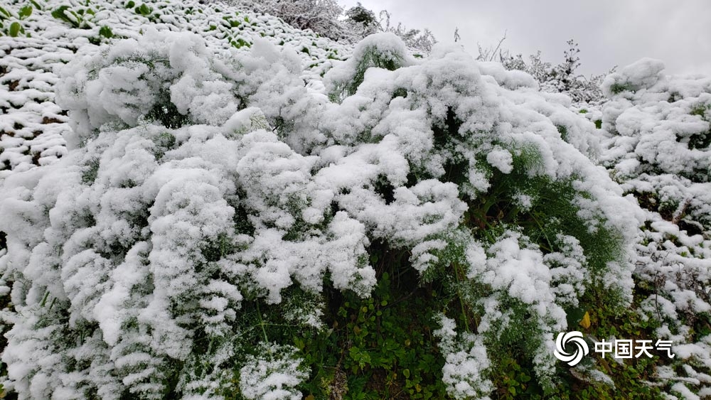 下雪啦!贵州多地今冬初雪如期而至 天地浑然一体