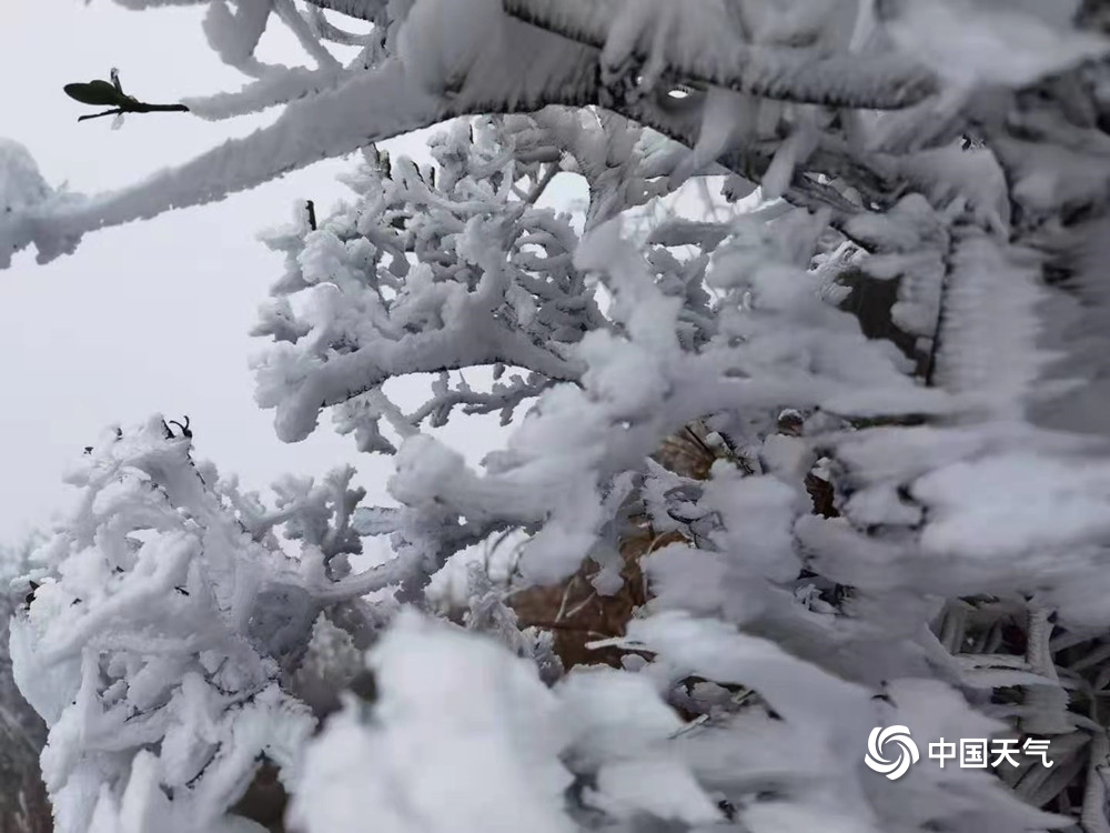 广东也能赏雾凇!连山金子山景区现大片雾凇景观 处处玉树琼花