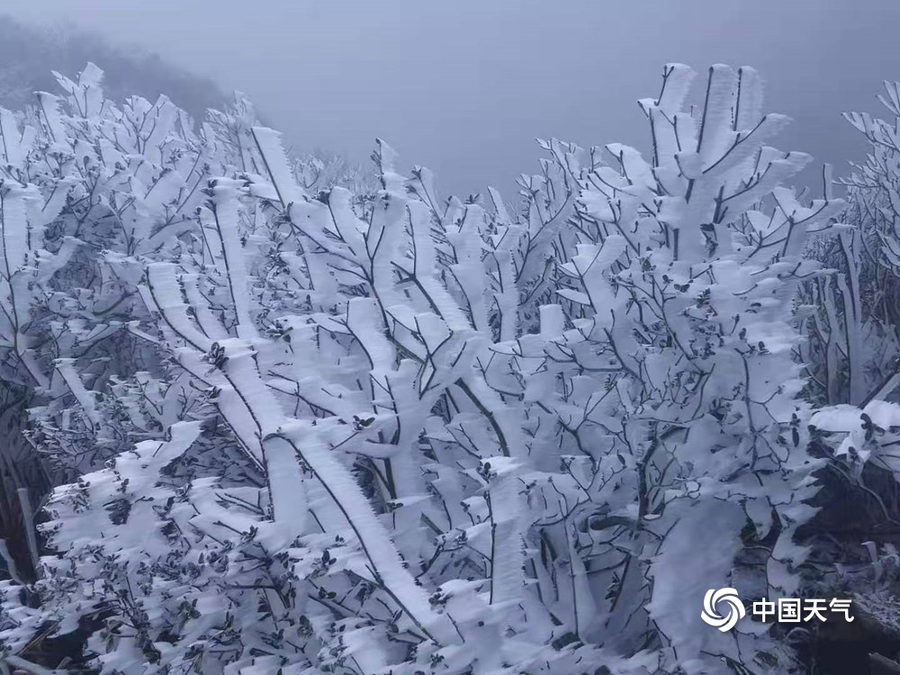 广东也能赏雾凇!连山金子山景区现大片雾凇景观 处处玉树琼花