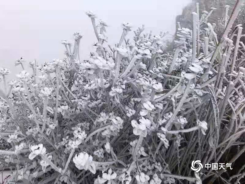 广东也能赏雾凇!连山金子山景区现大片雾凇景观 处处玉树琼花