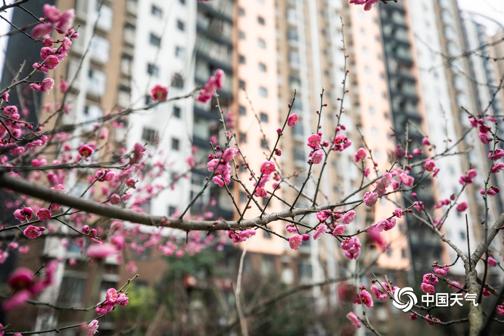 贵州毕节红梅绽放“温暖”寒冬