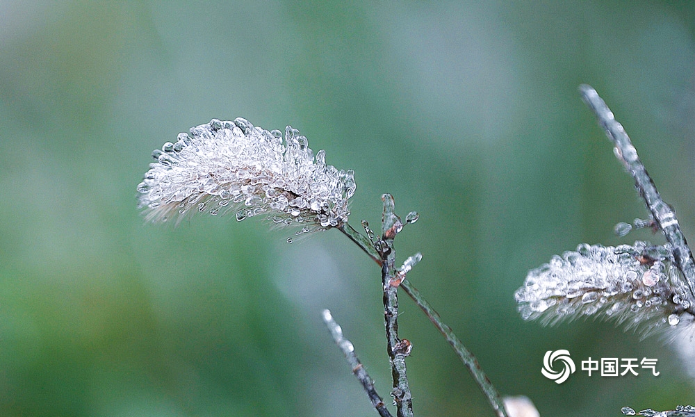 贵阳出现冻雨天气 草木被冰封晶莹剔透