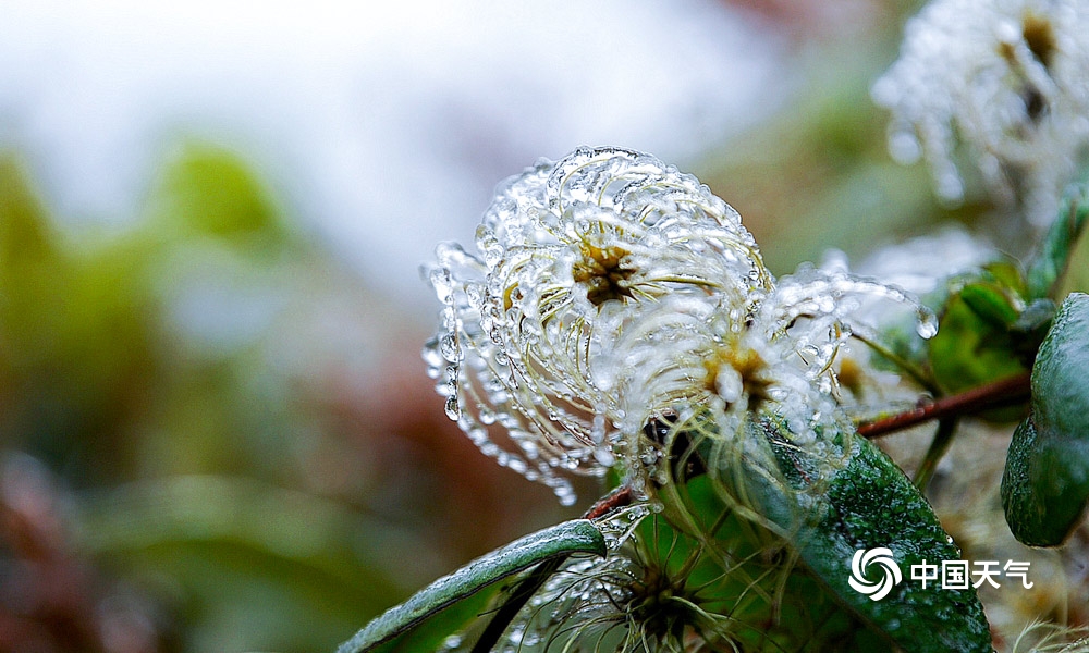 贵阳出现冻雨天气 草木被冰封晶莹剔透