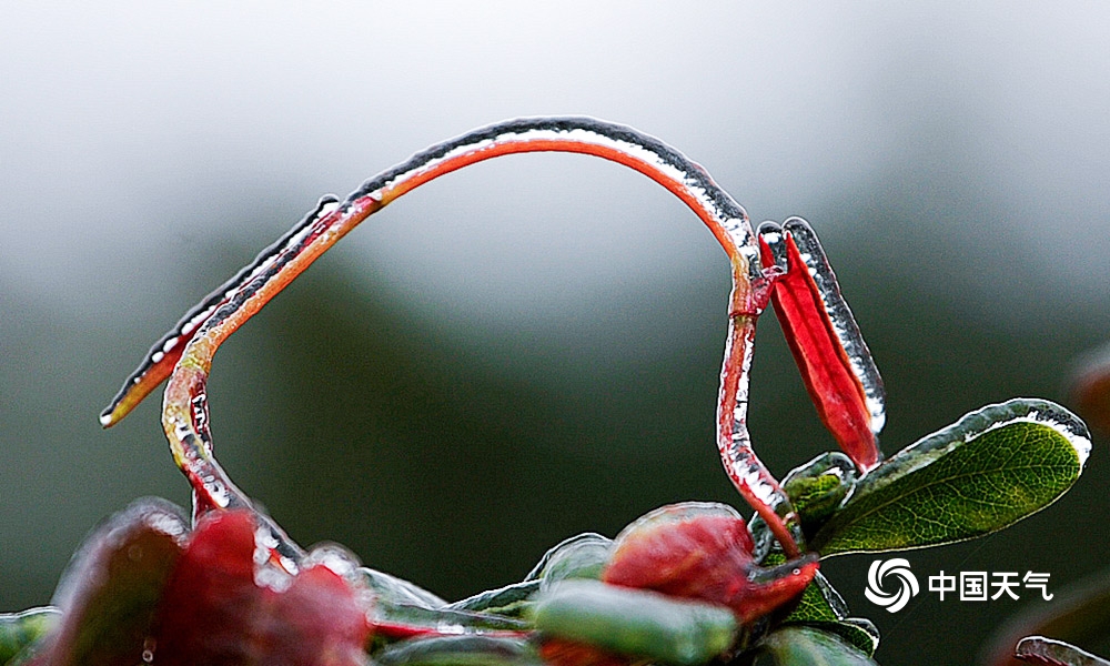 贵阳出现冻雨天气 草木被冰封晶莹剔透