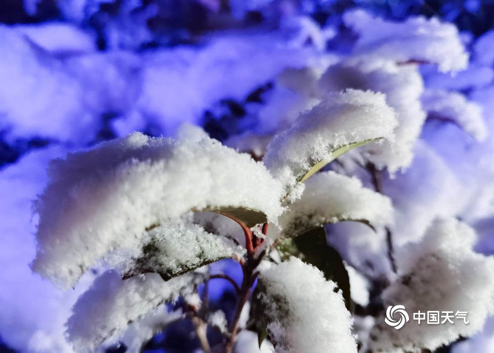 贵州六盘水飘起鹅毛大雪 树上积雪好似“棉花糖”