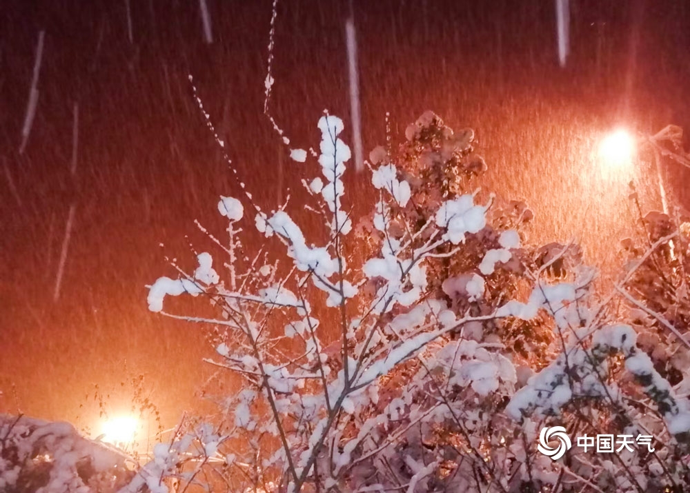 贵州六盘水飘起鹅毛大雪 树上积雪好似“棉花糖”