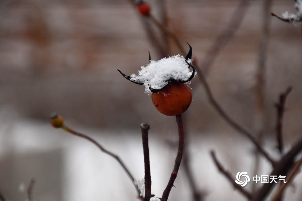 甘肃广河白雪如絮覆万物 天地静谧