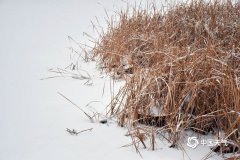 甘肃广河迎来降雪天气、