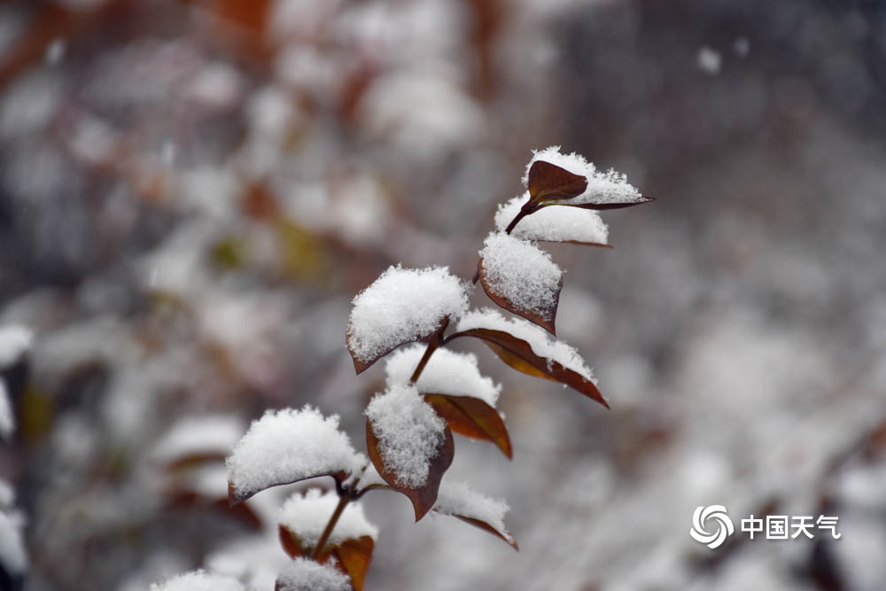 甘肃广河白雪如絮覆万物 天地静谧