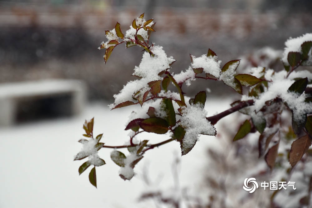 甘肃广河白雪如絮覆万物 天地静谧